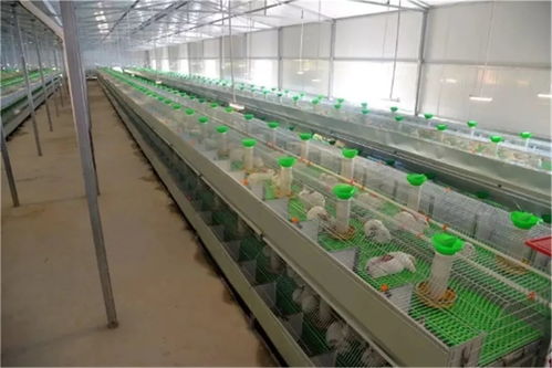 接煙不看牌子，吃飯不擦筷子，通江網紅書記如何用技術開發成為群眾貼心人？